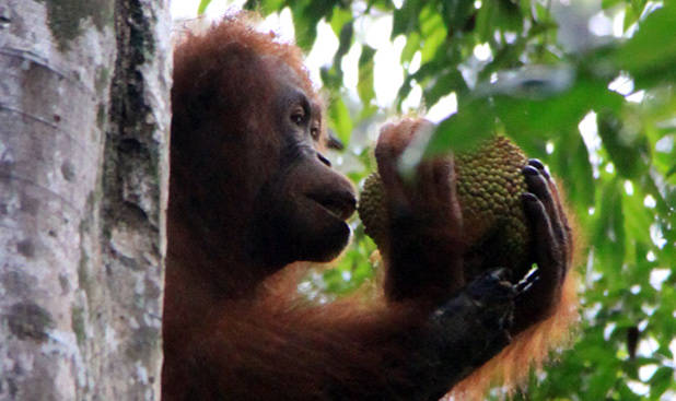 Orang-oetan eet jackfruit