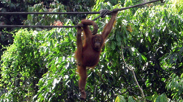 Orang-oetan slingert over touw 1