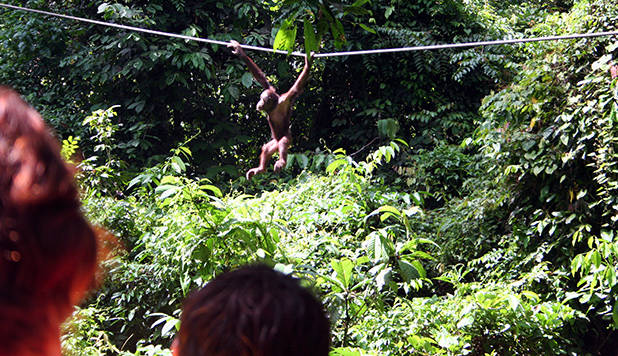 Orang-oetan slingert over touw 4