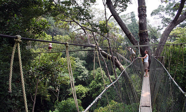 Taman Negara Canopy Walk 2