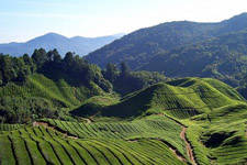 Cameron Highlands