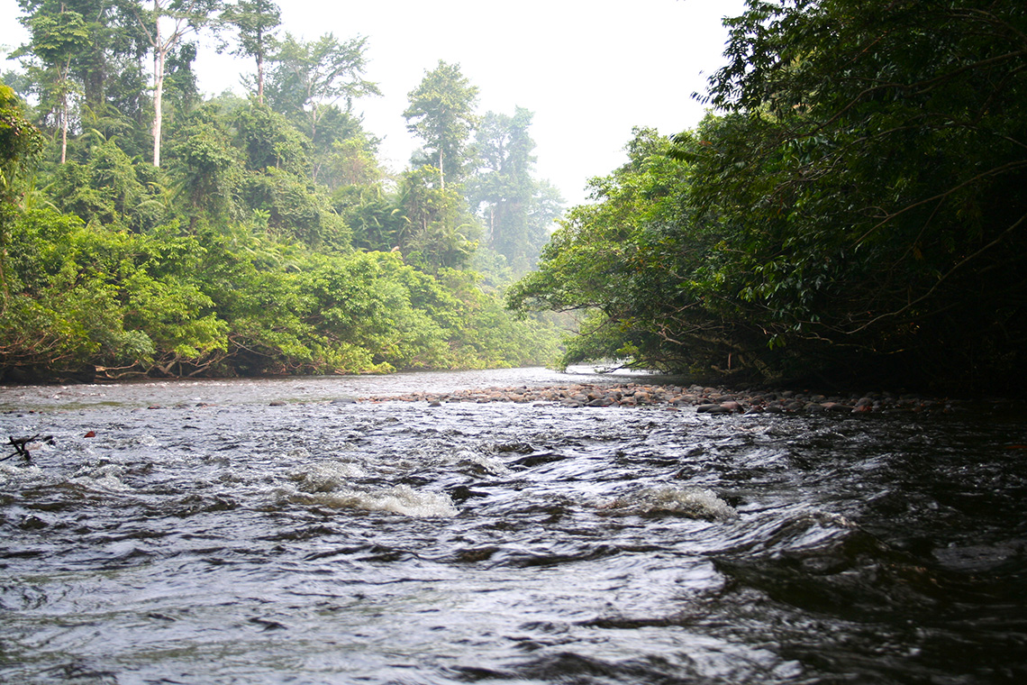 Jungle Taman Negara