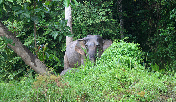 reisverslag-ilsa-2006-kinabatangan-rivier-1