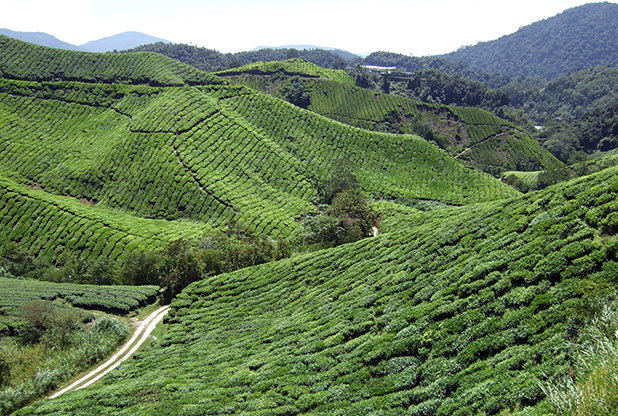 reisverslag-maleisie-michiel-cameron-highlands