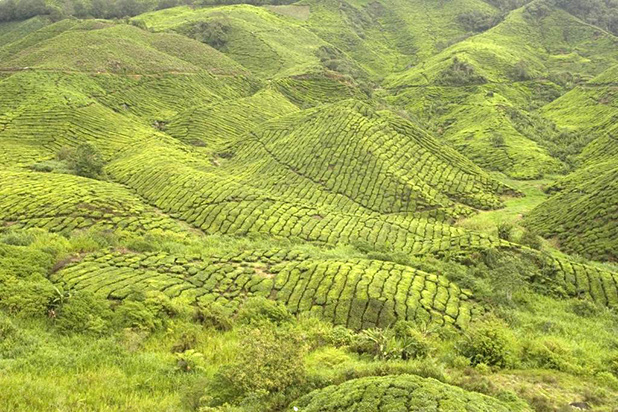 reisverslag-maleisie-rogier-eveline-cameron-highlands