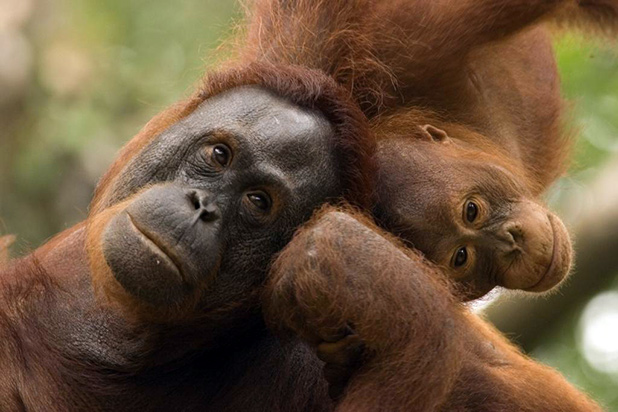 reisverslag-maleisie-rogier-eveline-orang-utan