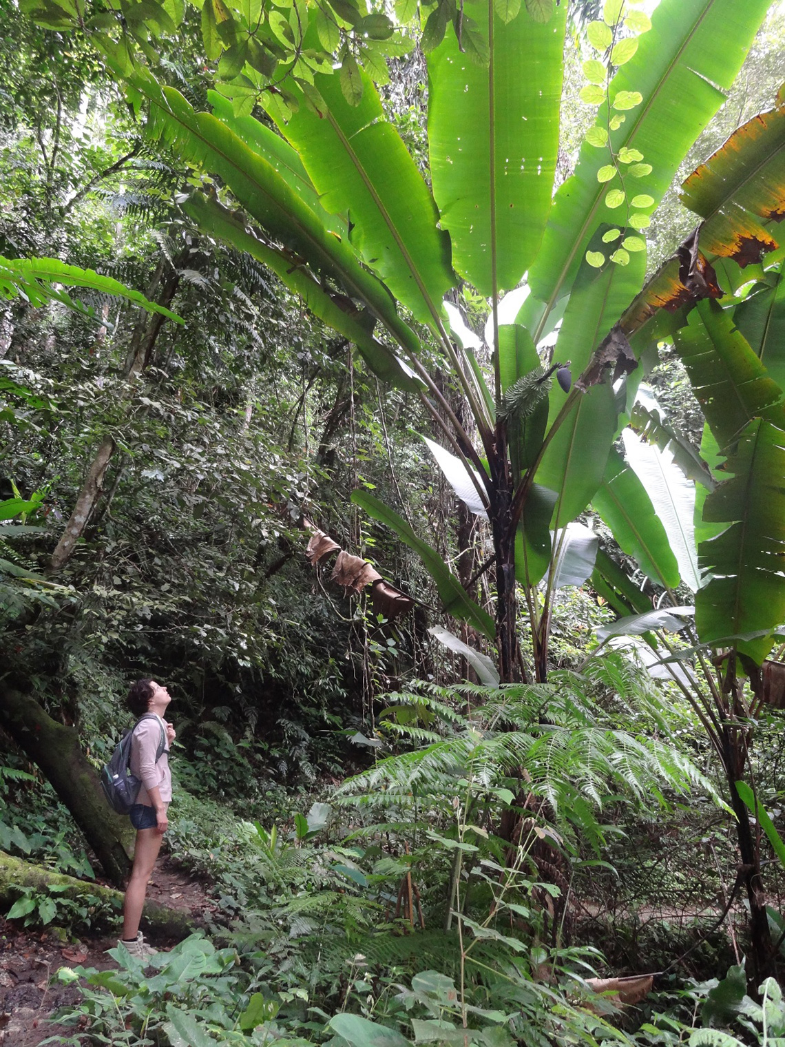 reisverslag-roan-jungle-bij-cameron-highlands