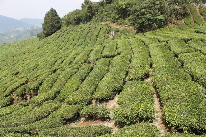 Cameron Highlands