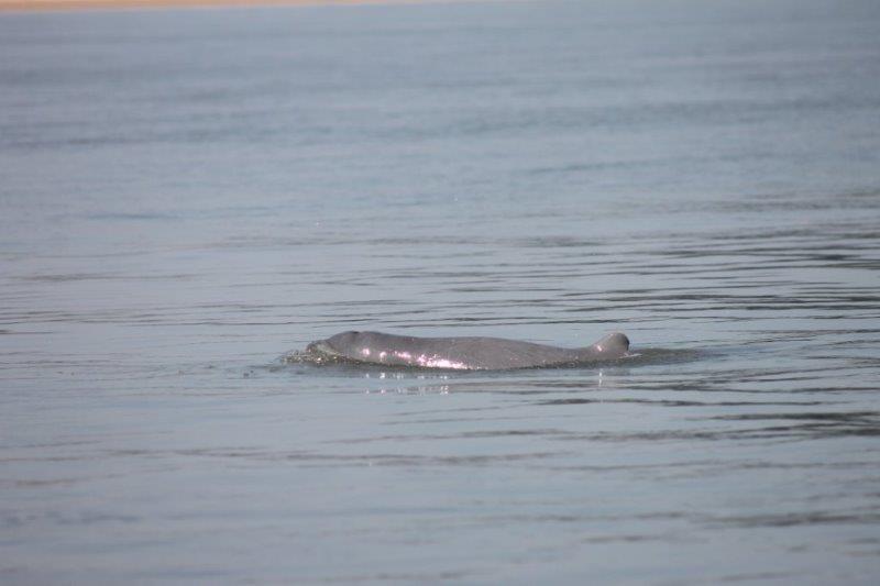 Irriwaddy dolfijn