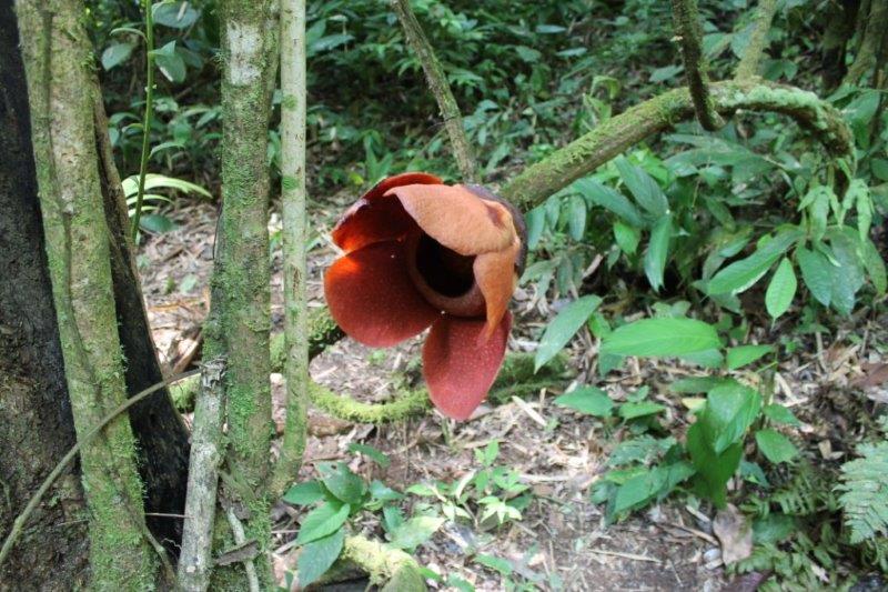 Rafflesia