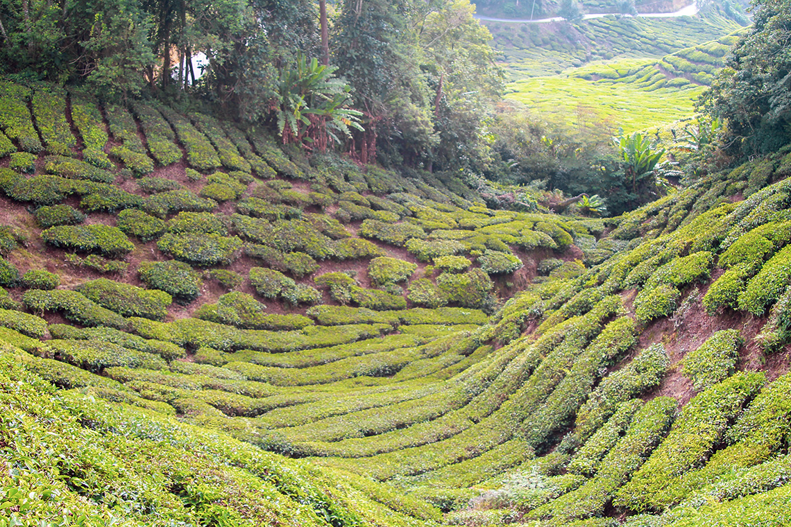 reisverslag-gerwin-daniek-cameron-highlands