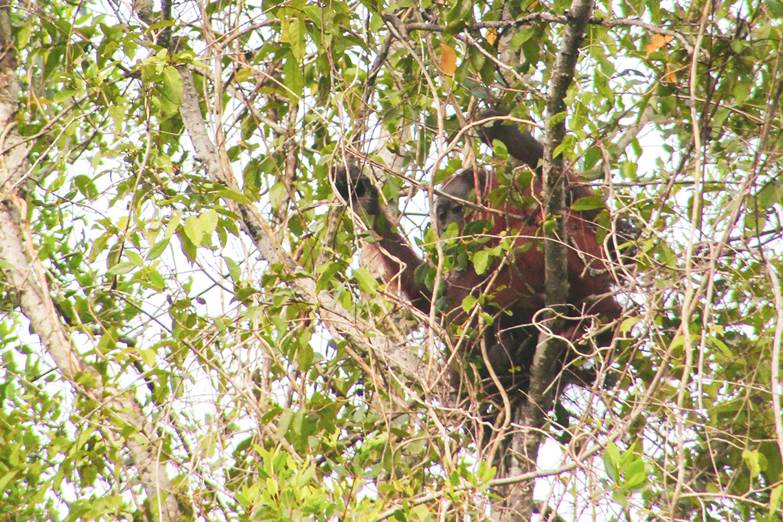 reisverslag-gerwin-daniek-kinabatangan-2