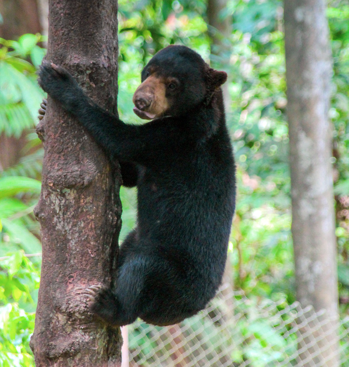 reisverslag-gerwin-daniek-sunbear