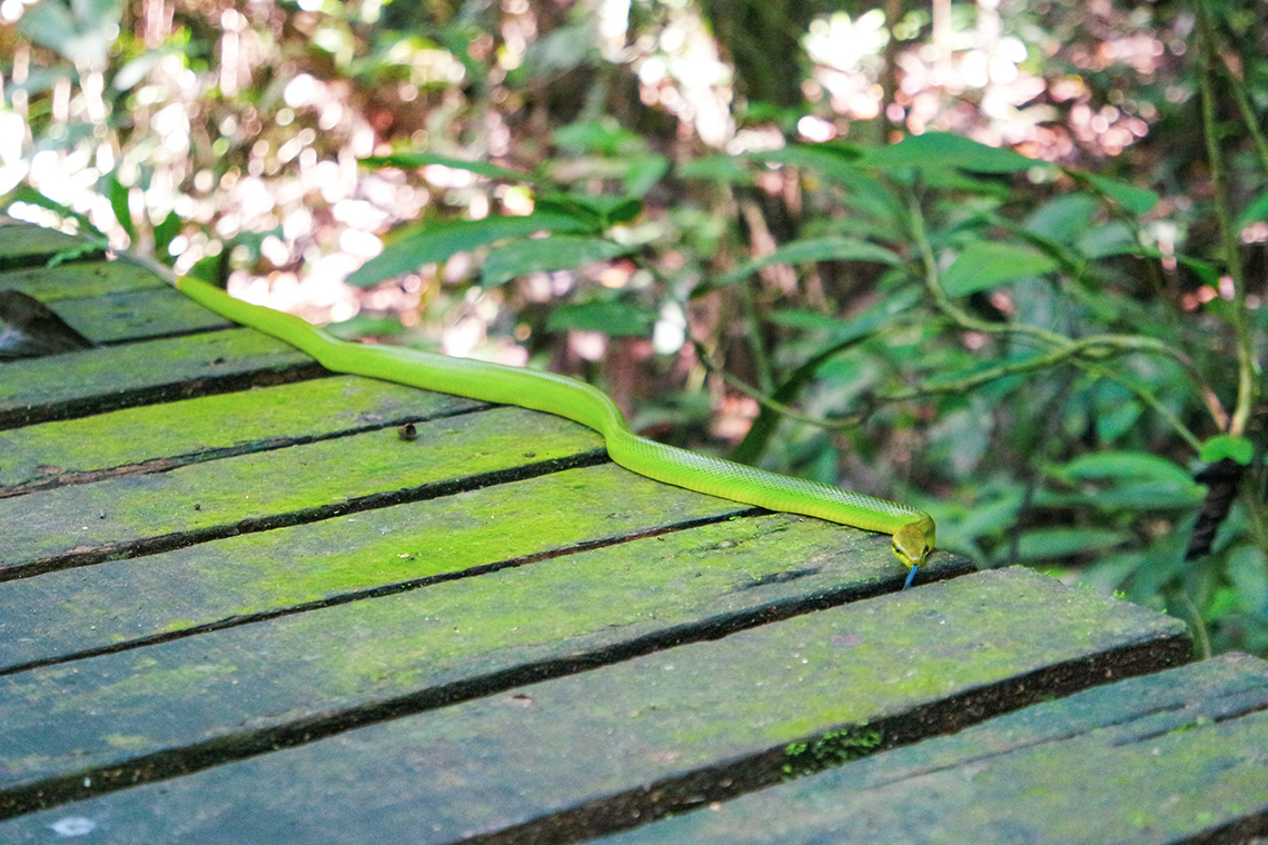 Mulu National Park