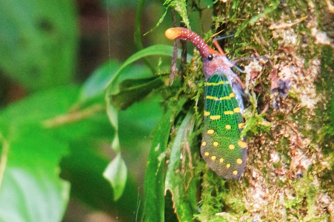 Mulu National Park