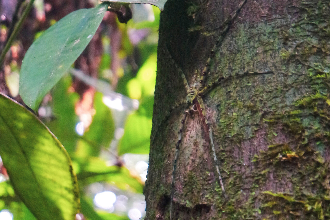 Mulu National Park