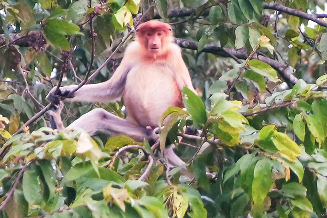 Kinabatangan River