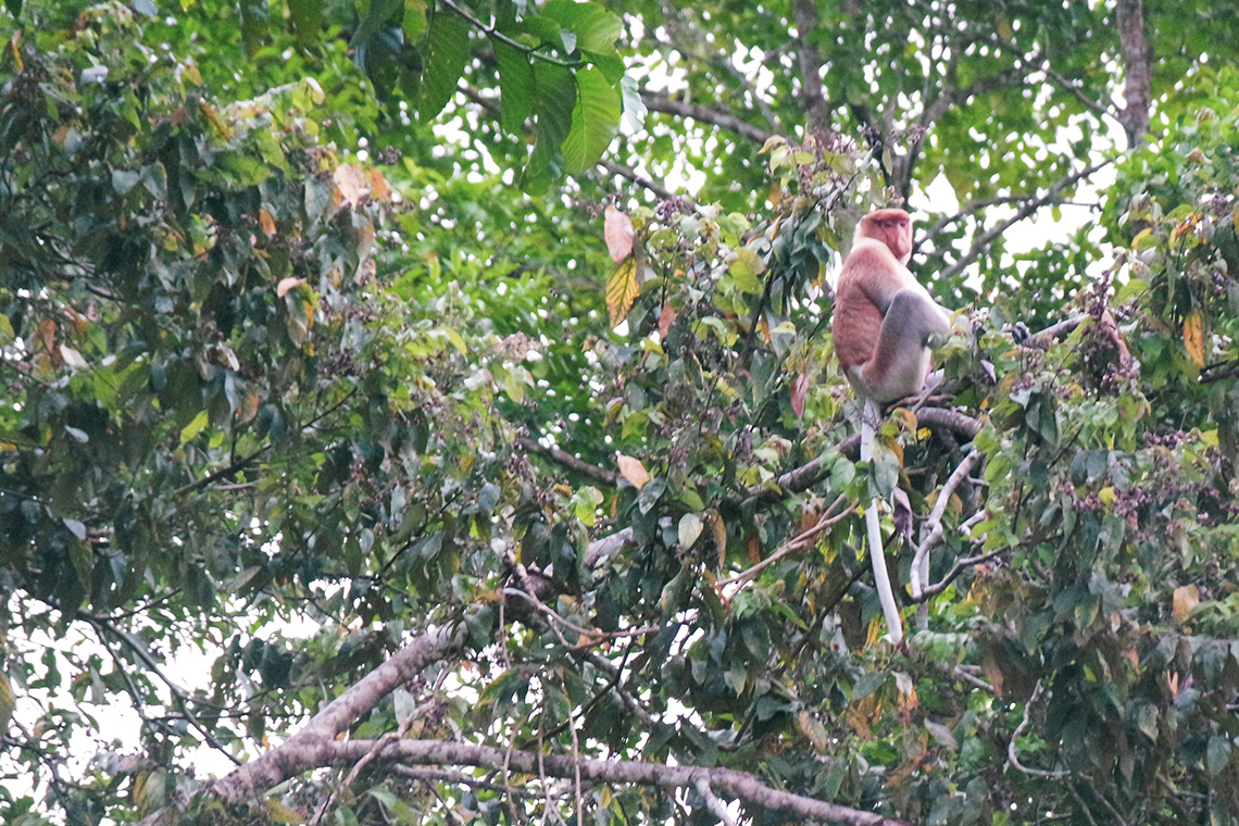 Kinabatangan River