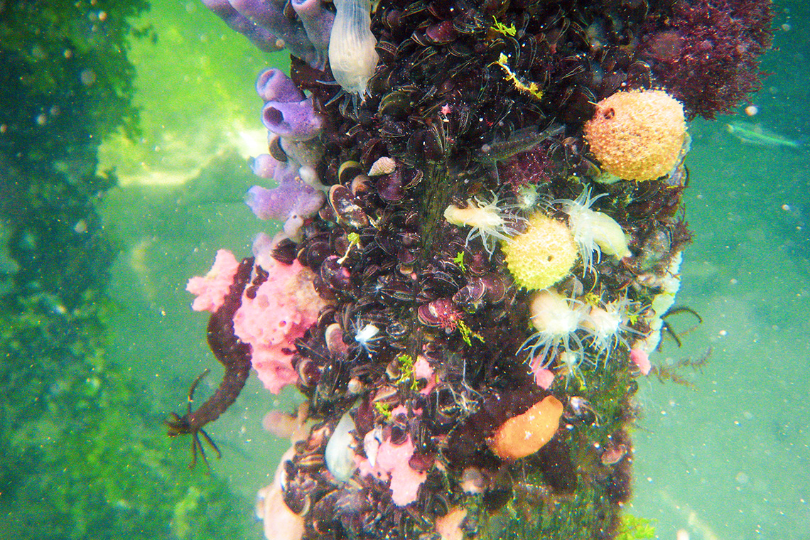 Derawan Island (Kalimantan Indonesia)