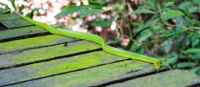 Reisverslag 28 dagen Maleisisch Borneo