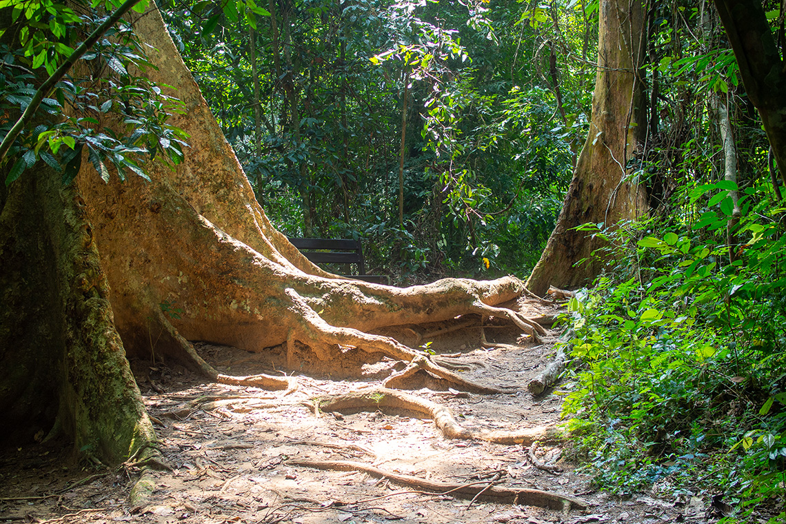 Prachtige jungle van Taman Negara