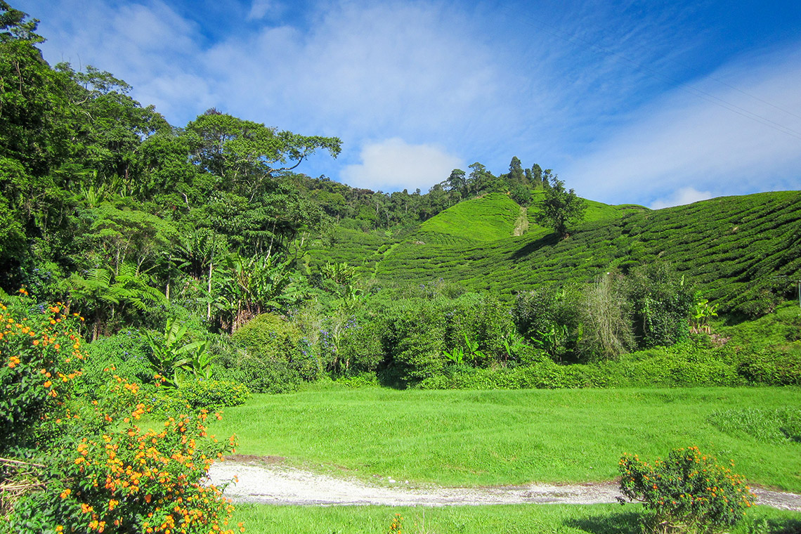 Cameron Highlands