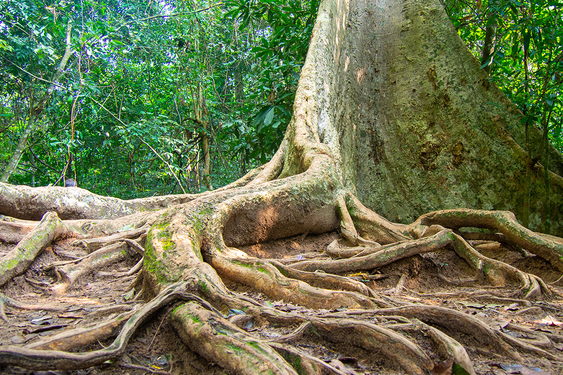 Taman Negara