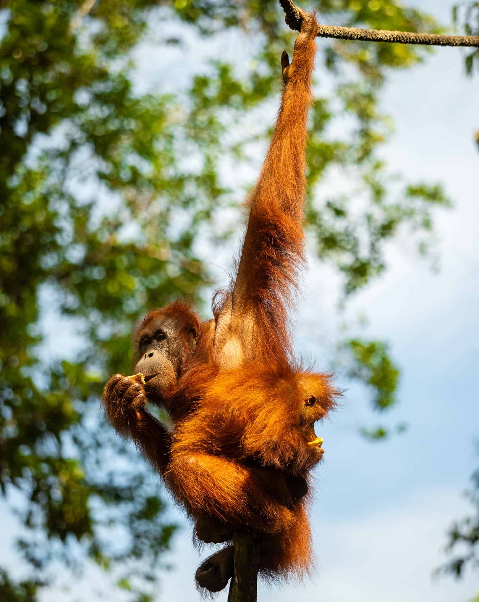 Semenggoh Rehabilitatiecentrum