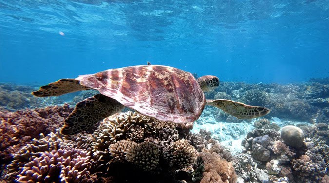 Duikvakantie Maleisië