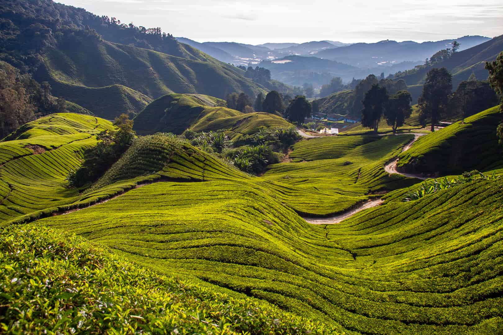 Cameron Highlands