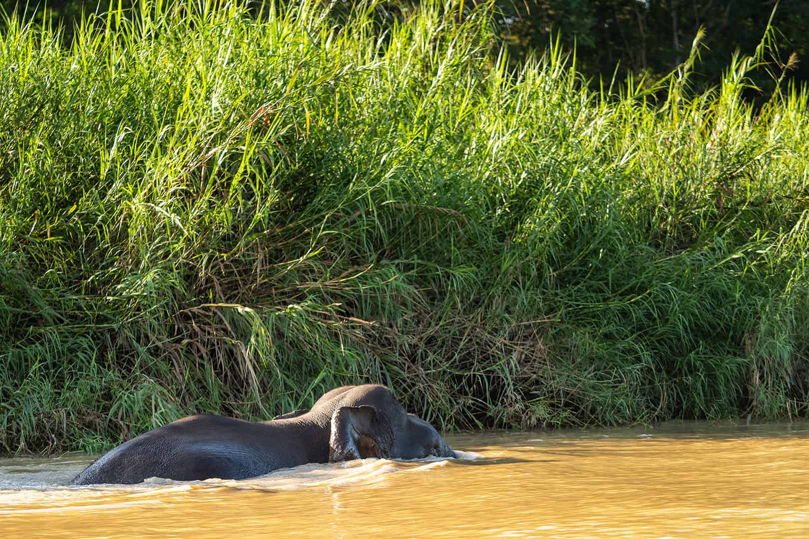 Kinabatangan rivier