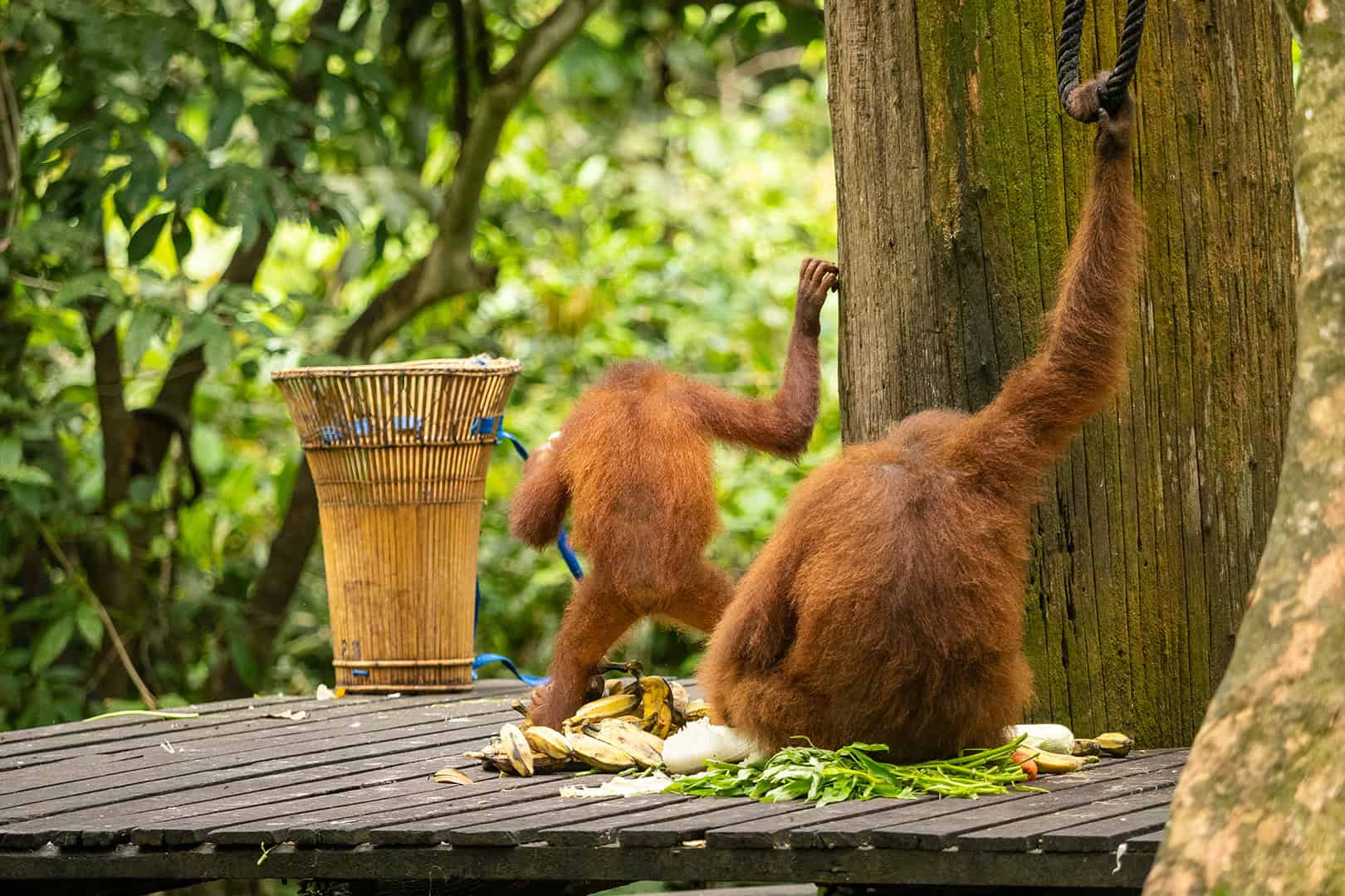Orang oetan in Maleisie