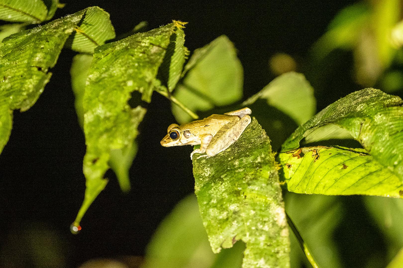 Mooie kikker in Kinabalu National Park