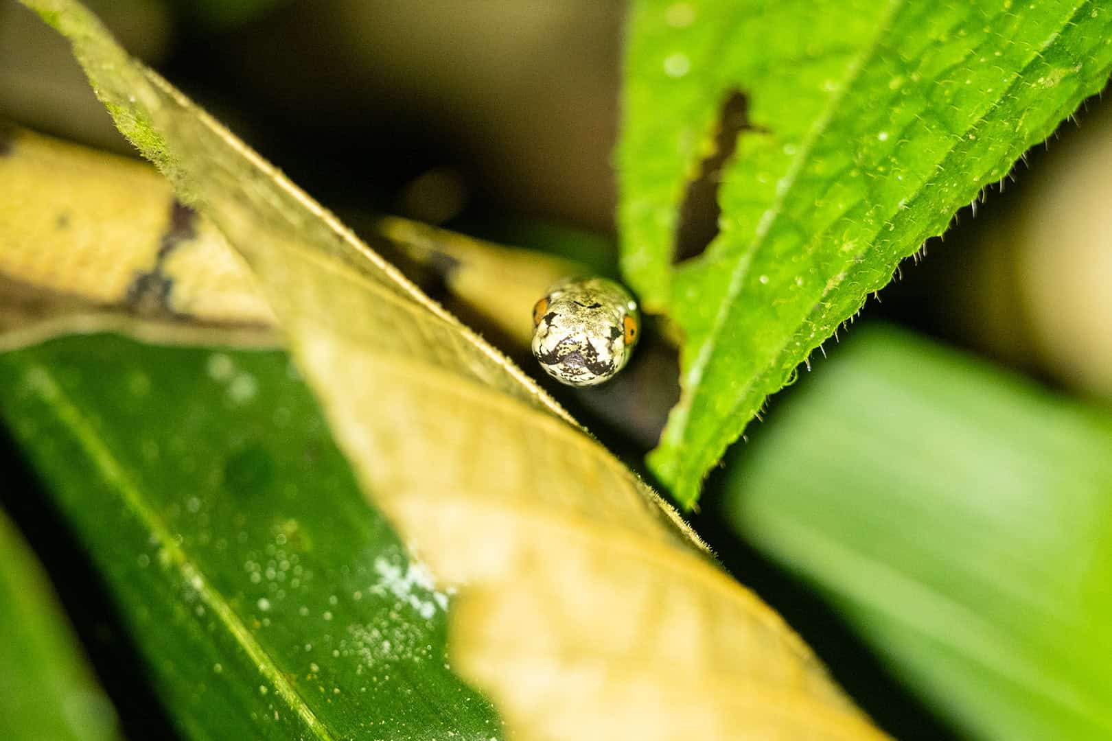 Slang gespot in Kinabalu National Park
