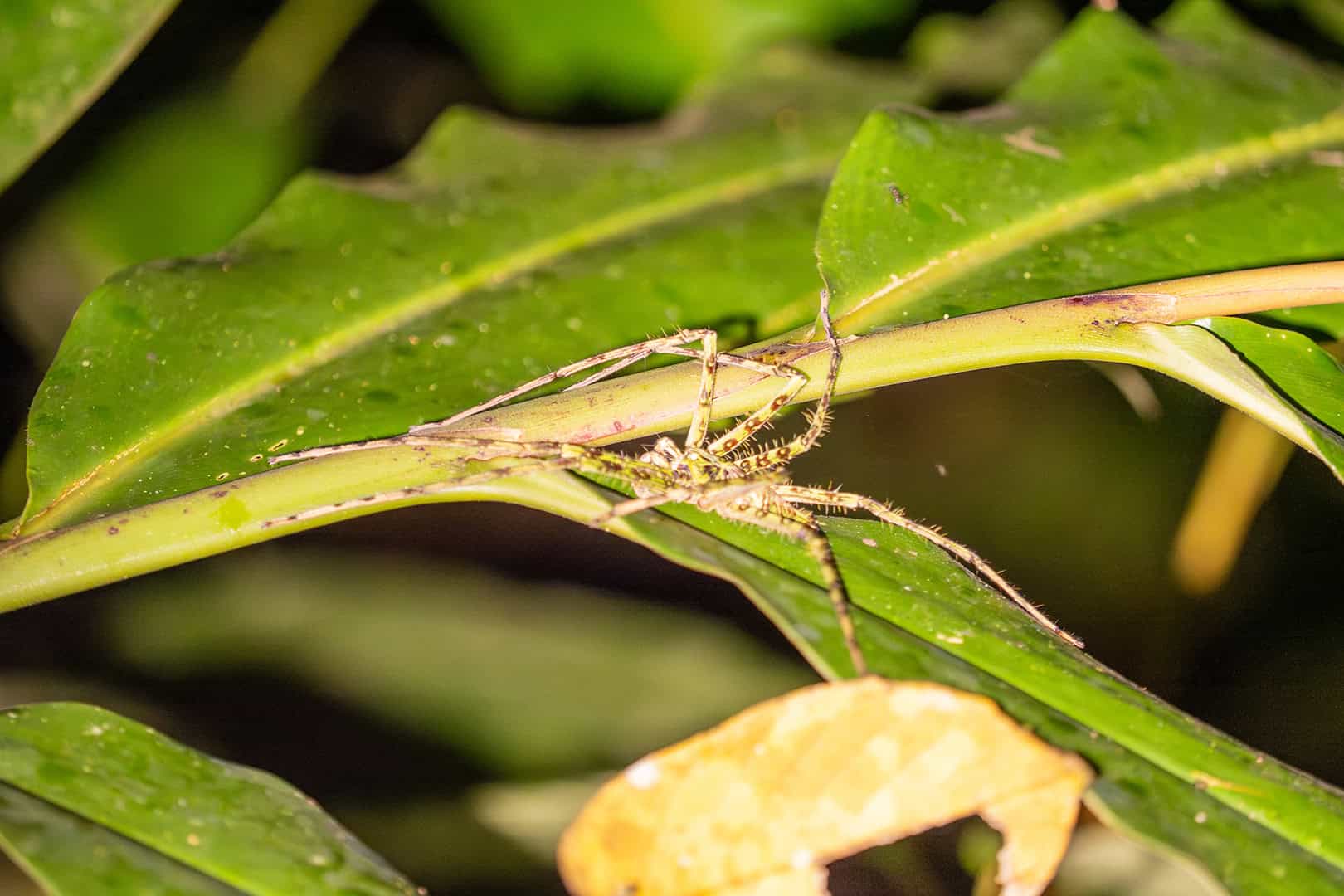 Grote spin in Kinabalu National Park
