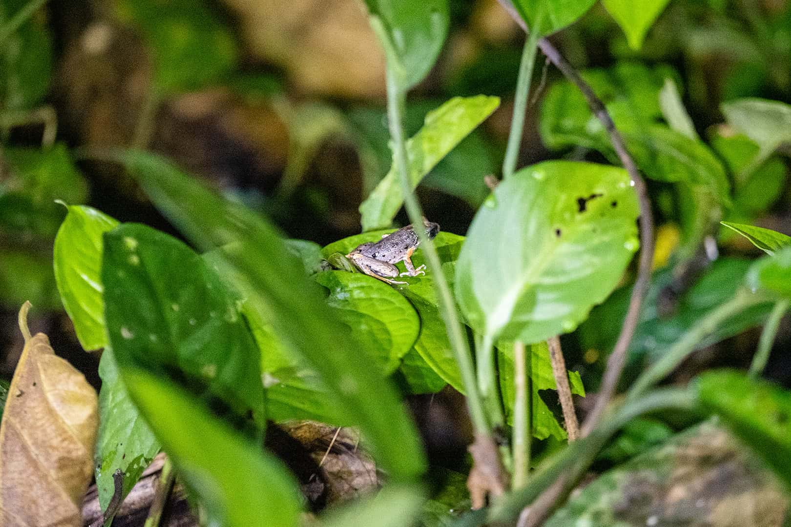 Kikker gespot in Kinabalu National Park