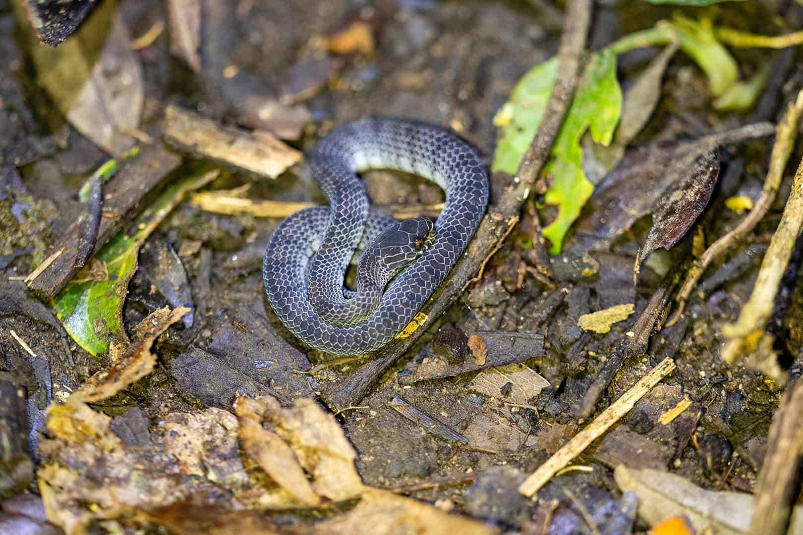 Mooie niet-giftige slang in Kinabalu National Park