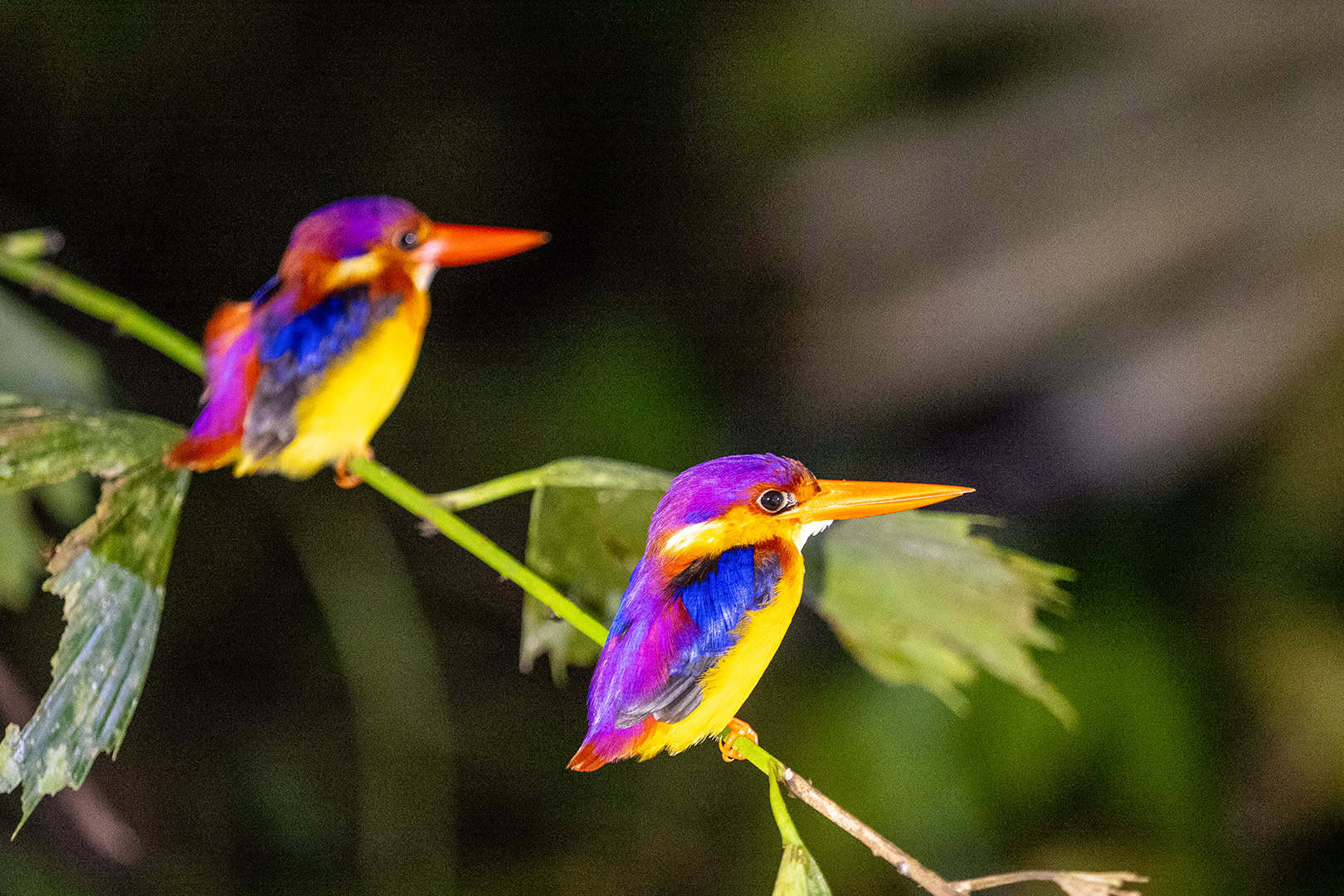 Slapende vogels in Kinabalu National Park