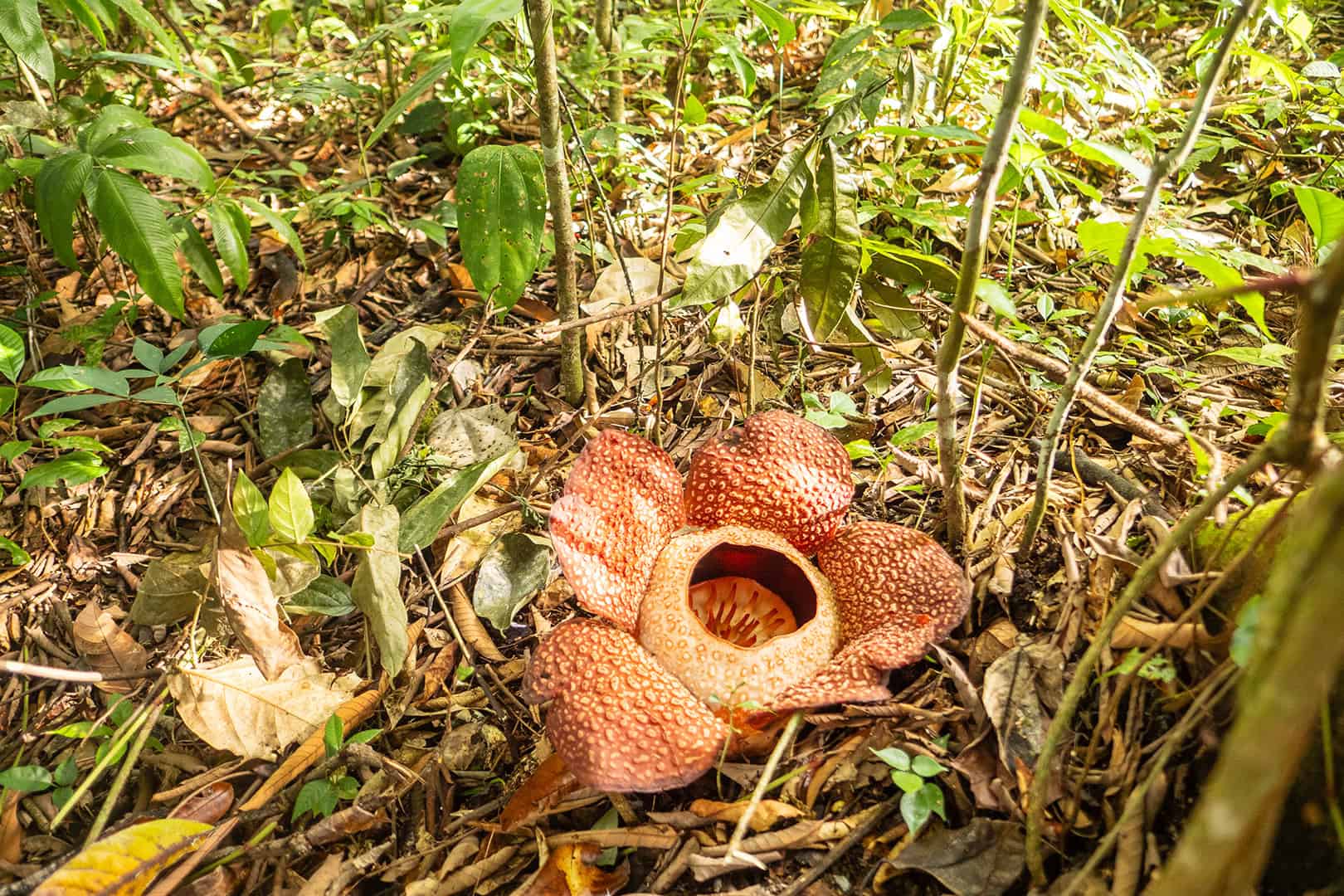 Rafflesia in Kinabalu National Park