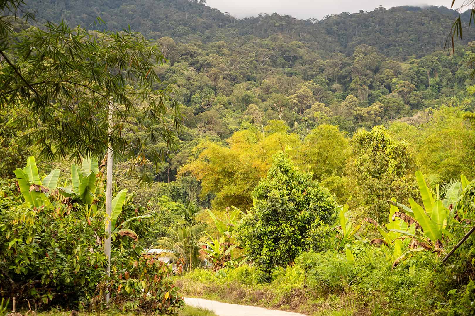 Wandelen in Kinabalu National Park